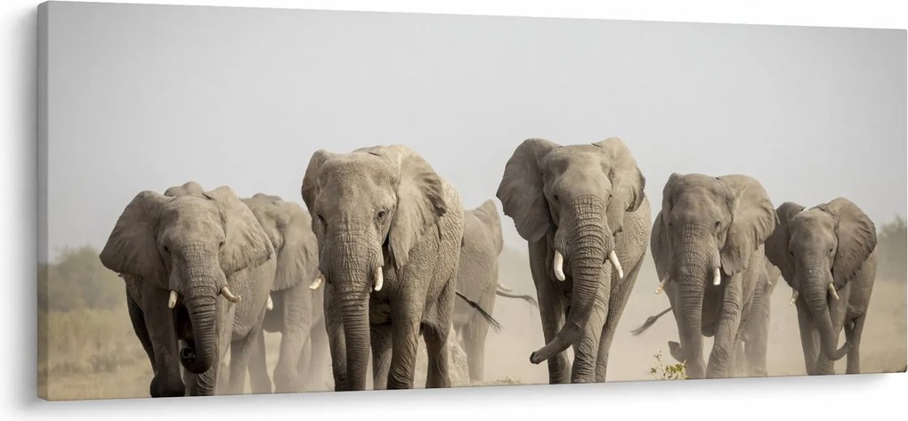 Obraz - Slonie stádo (120x50 cm)