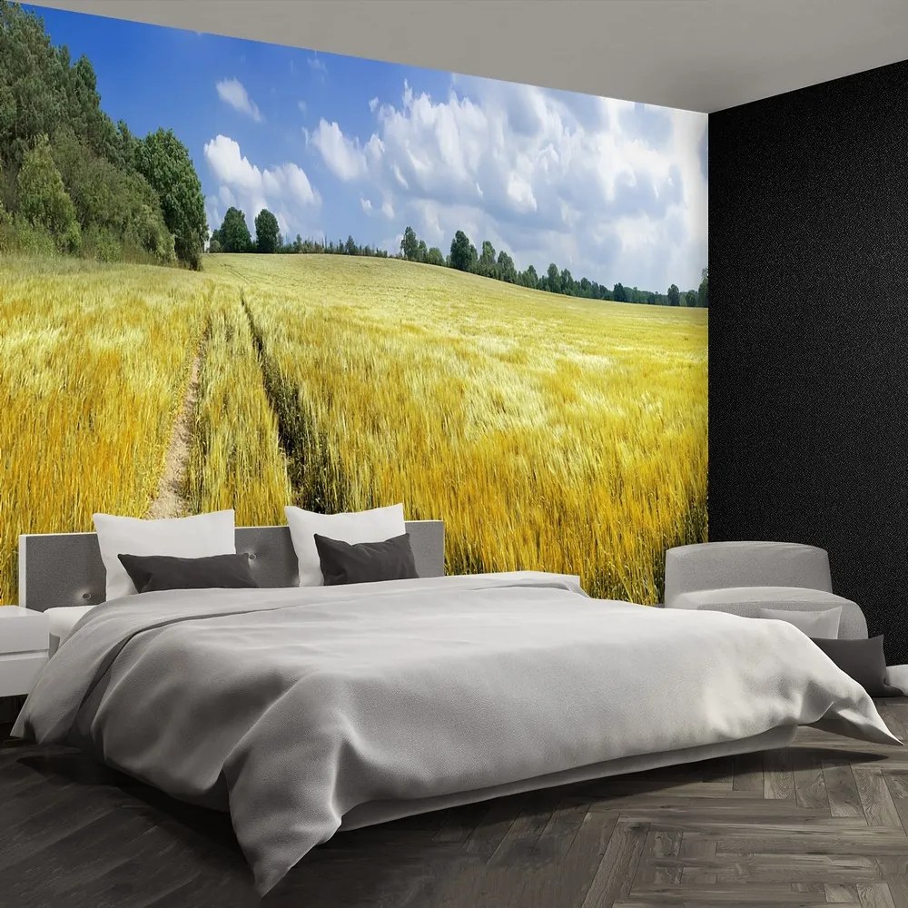 Fototapeta Vliesová Obilné polia 104x70 cm