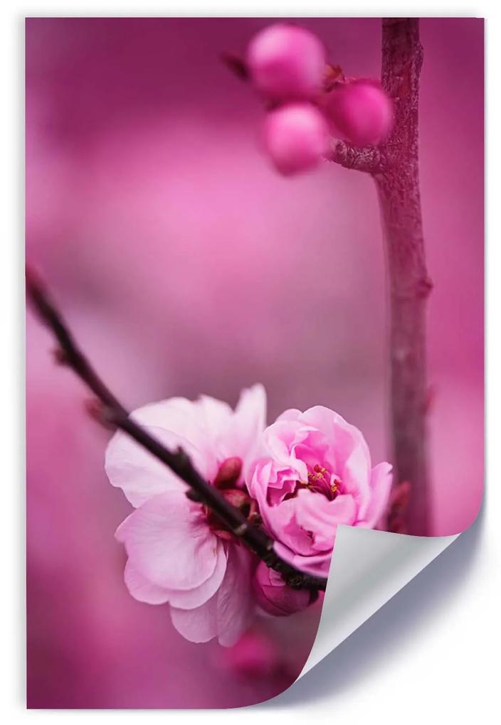 Gario Plagát Čerešňový kvet na vetve Farba rámu: Bez rámu, Rozmery: 20 x 30 cm