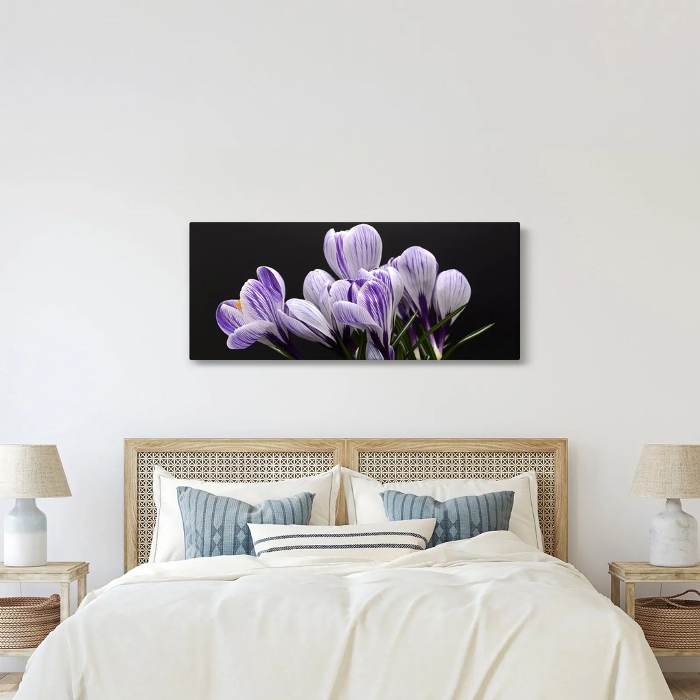 Obraz - Fialové krókusy (120x50 cm)