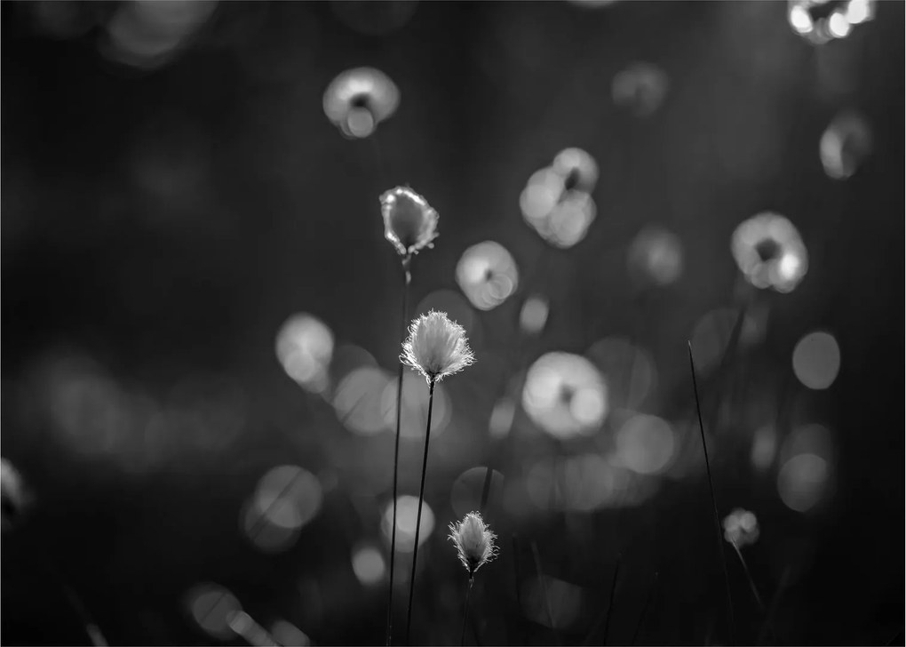 Obraz - Cottongrass na lúke (70x50 cm)