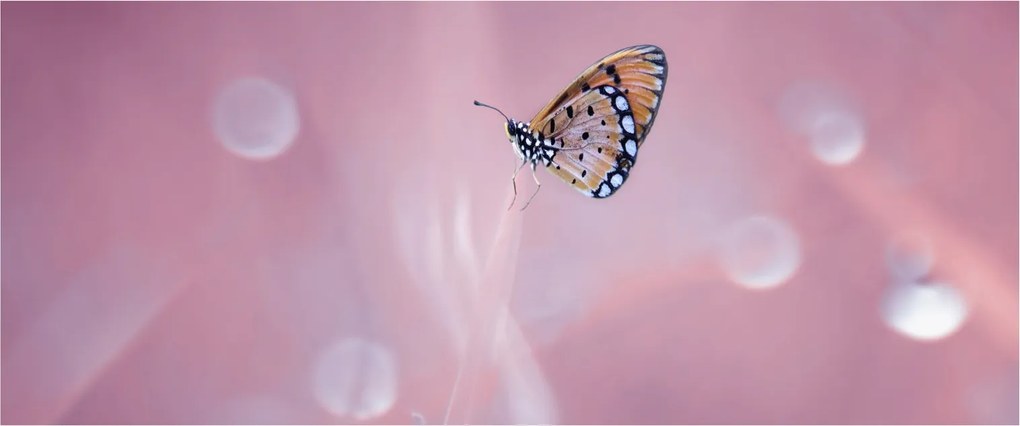 Obraz - Motýlik (120x50 cm)