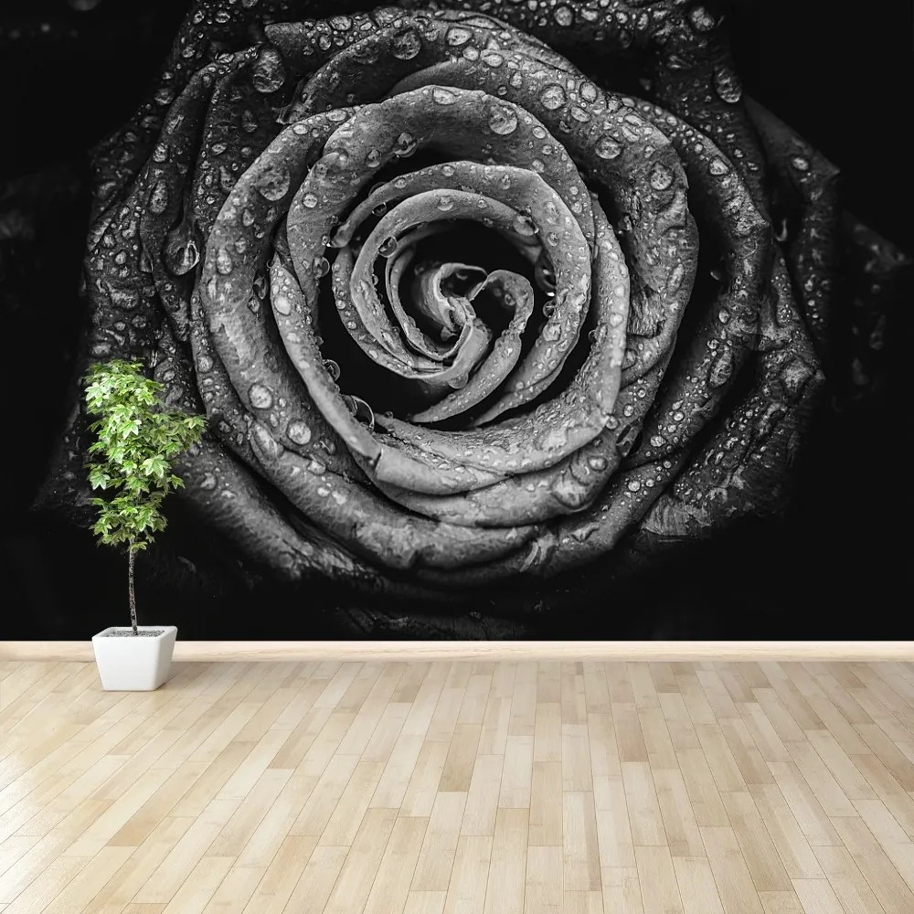 Fototapeta Vliesová Ruža čierna 208x146 cm