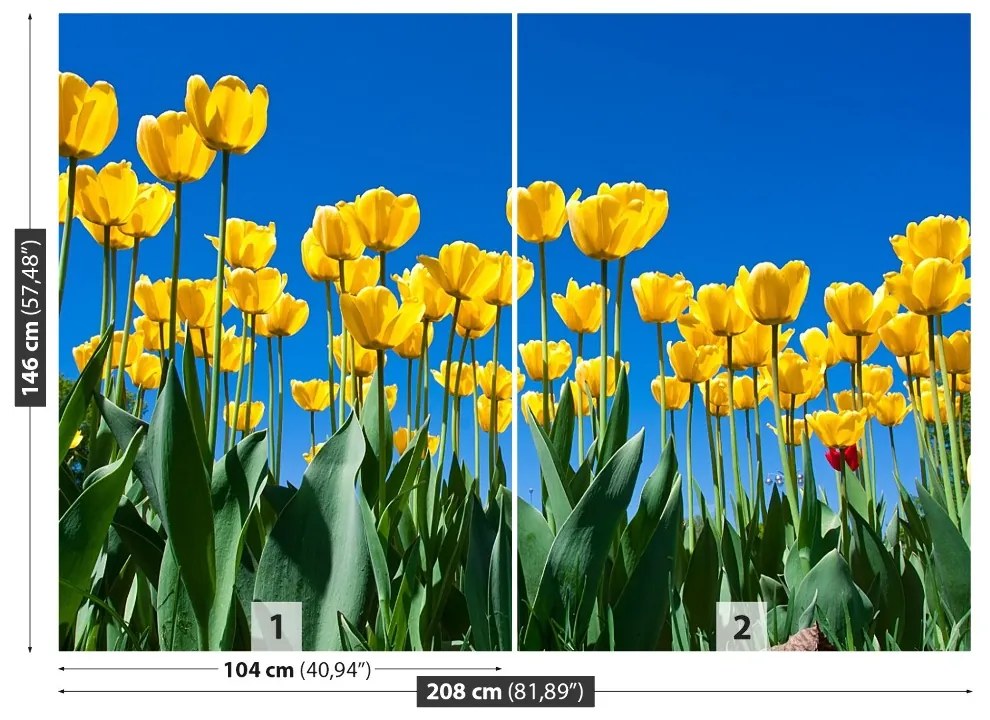 Fototapeta Vliesová Tulipán kvety 104x70 cm