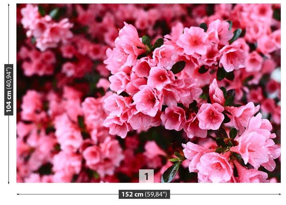 Fototapeta Vliesová Ružový rododendron 250x104 cm