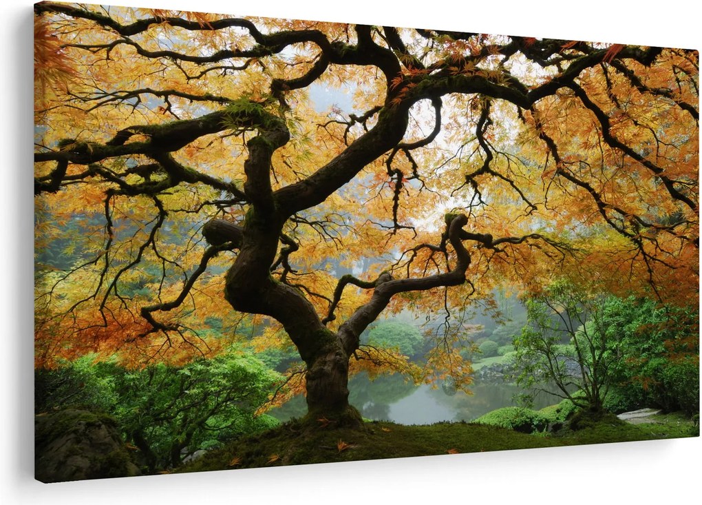 Obraz žltého japonského javora, Portland, Oregon (90x60 cm)