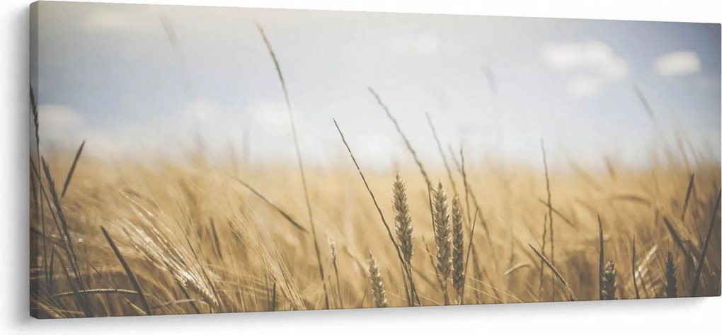 Obraz obilia (120x50 cm)