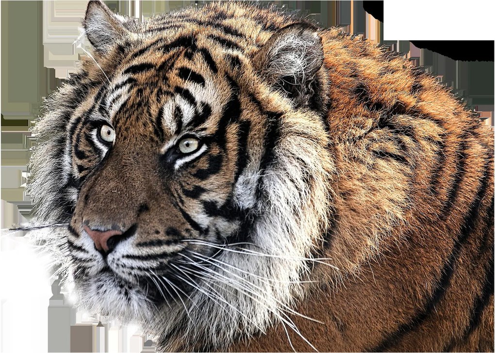 Obraz tigra (70x50 cm)
