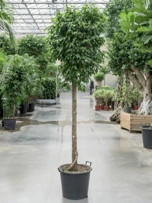 Fikus - Ficus benjamina Columnar stem 40x275 cm
