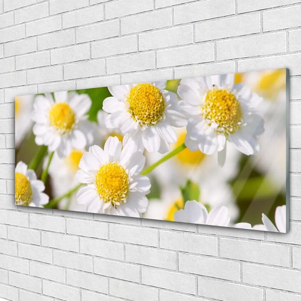 Obraz plexi Kvety sedmokráska príroda 125x50 cm