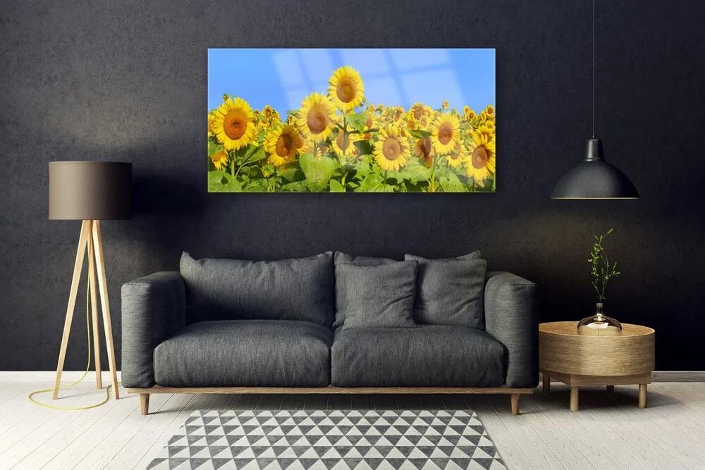 Obraz na akrylátovom skle Slnečnica kvet rastlina 120x60 cm