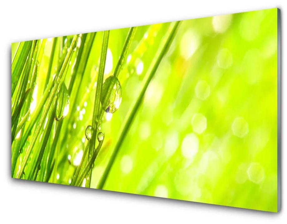 Obraz plexi Príroda kvapky tráva 120x60 cm