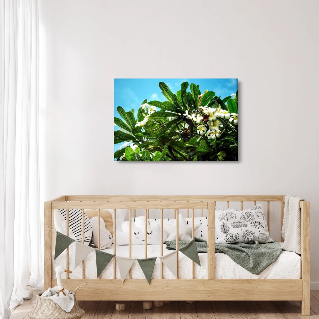 Obraz - Plumeria (90x60 cm)