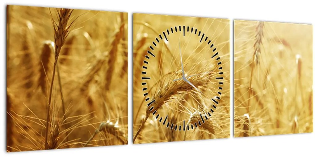 Obraz - Klasy obilia (s hodinami) (90x30 cm)