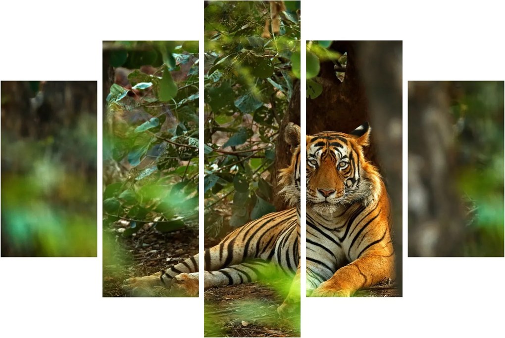 Obraz odpočívajúceho tigra (150x105 cm)
