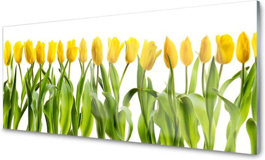 Obraz plexi Tulipány Kvety Príroda