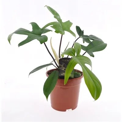 Philodendron green beauty Florida green 17x45 cm