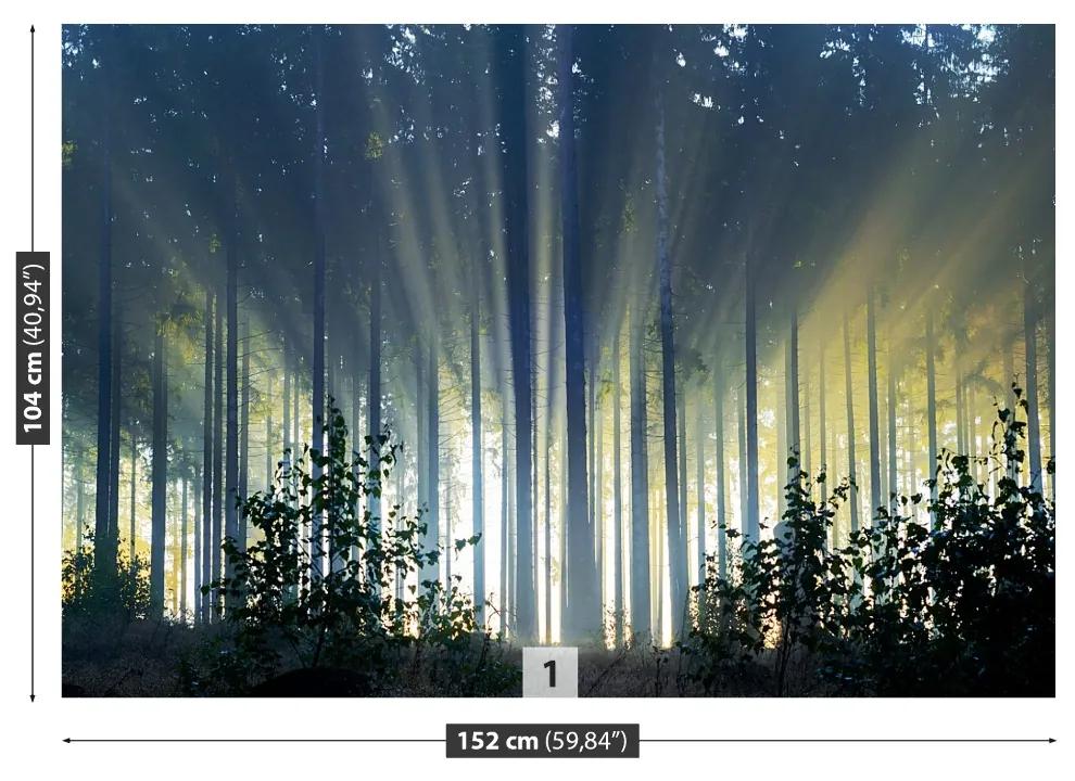 Fototapeta Vliesová Smrekový les 250x104 cm