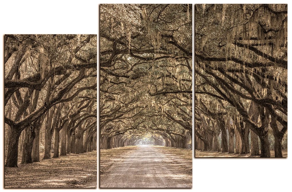 Obraz na plátne - Historické dubové stromy lemované poľnou cestou 1239FD (135x90 cm)