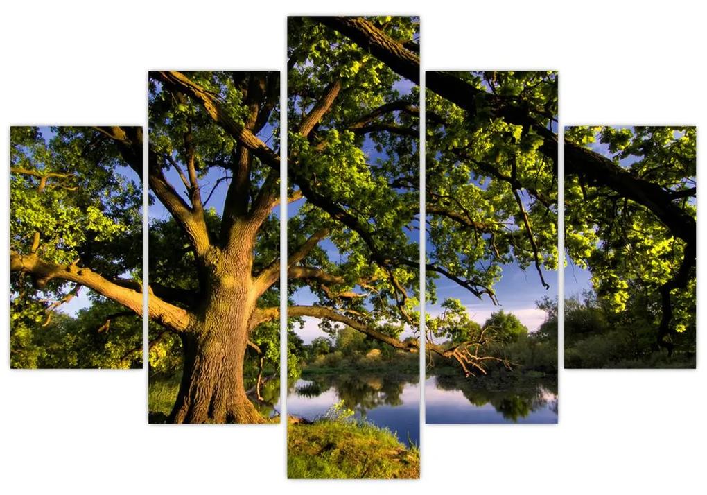 Obraz stromu