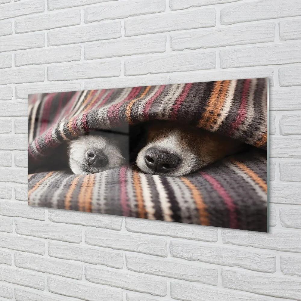 Sklenený obraz spiace psy 100x50 cm