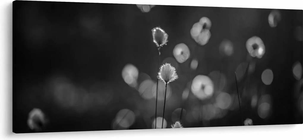 Obraz - Cottongrass na lúke (120x50 cm)