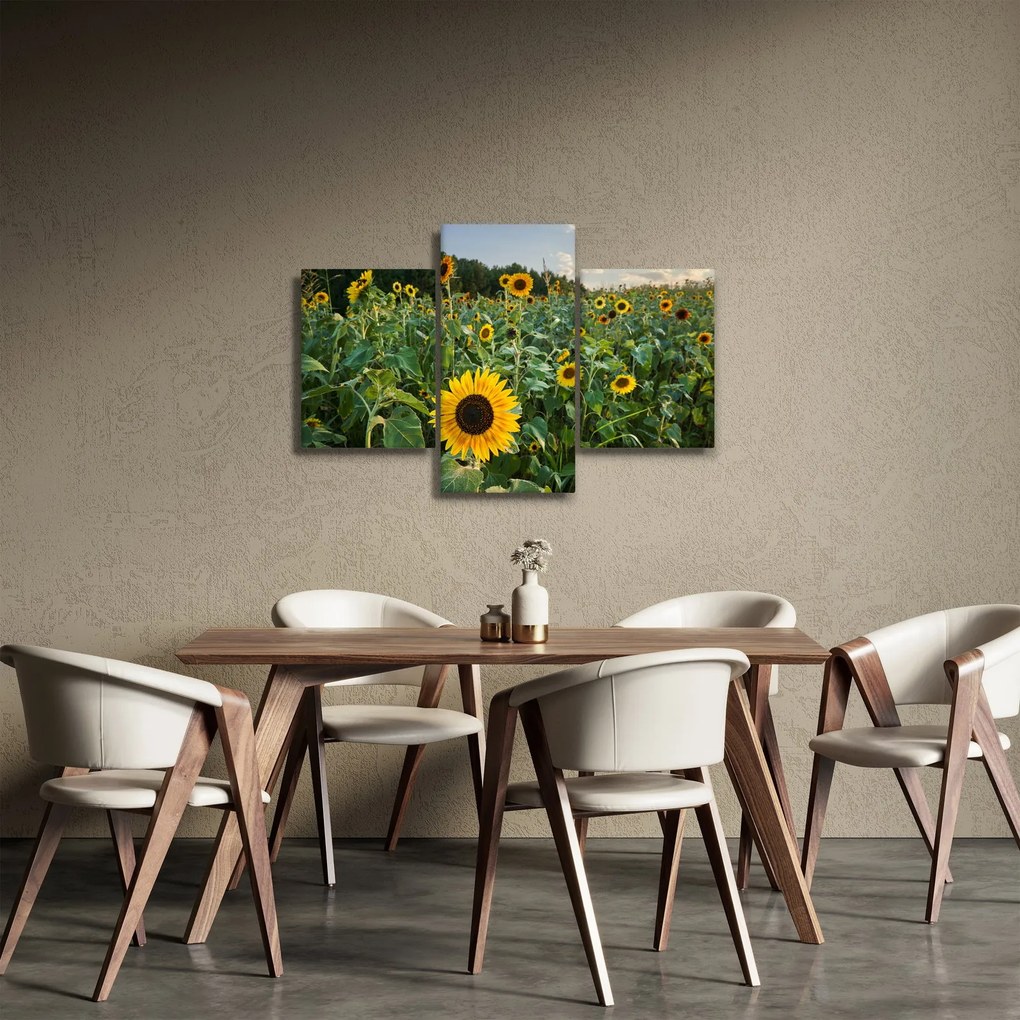Obraz - Slnečnicové pole II. (90x60 cm)