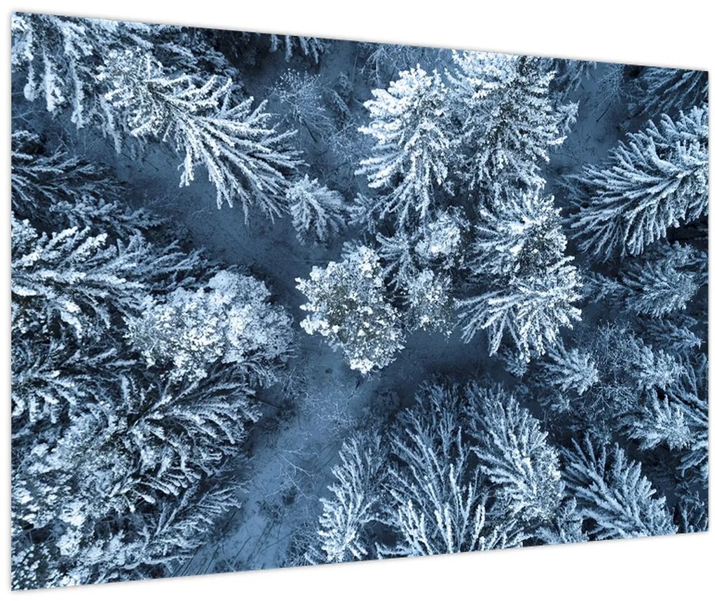 Obraz - Zasnežený les (90x60 cm)