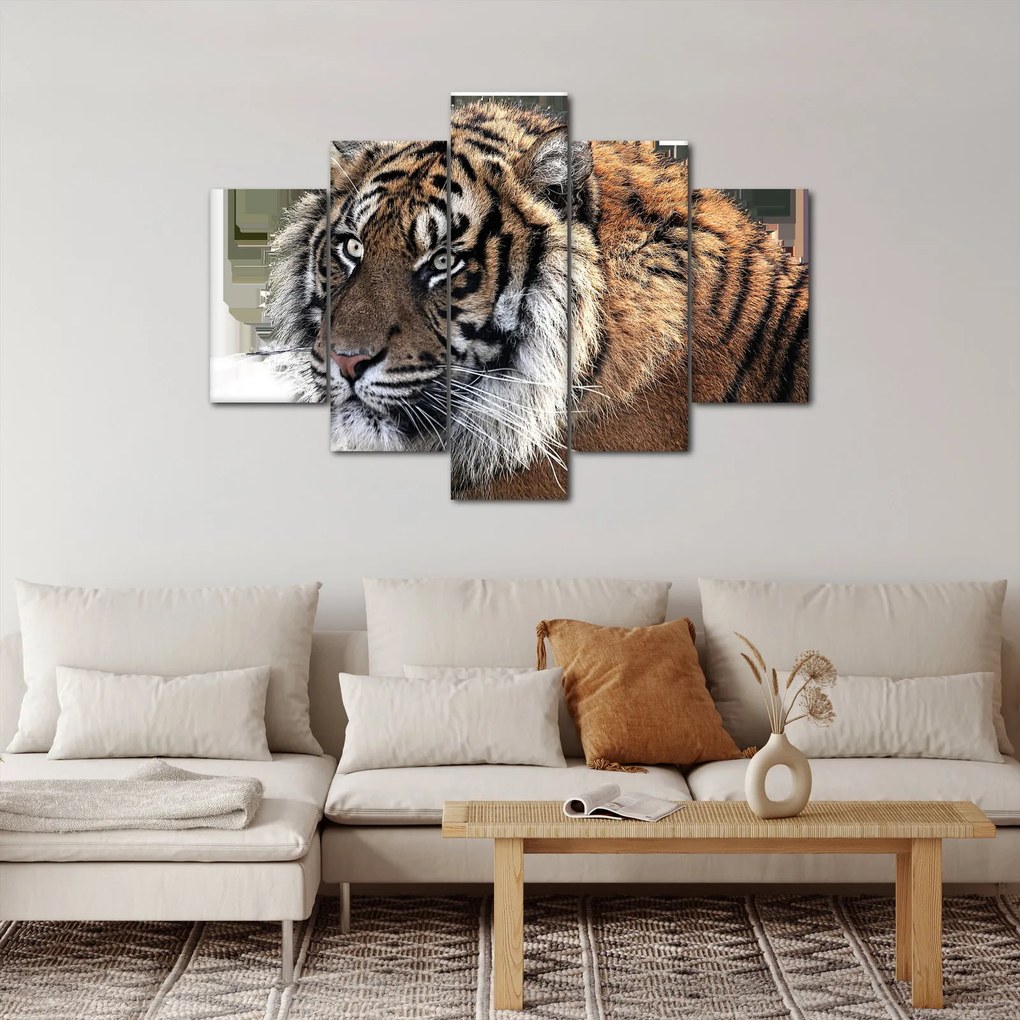 Obraz tigra (150x105 cm)