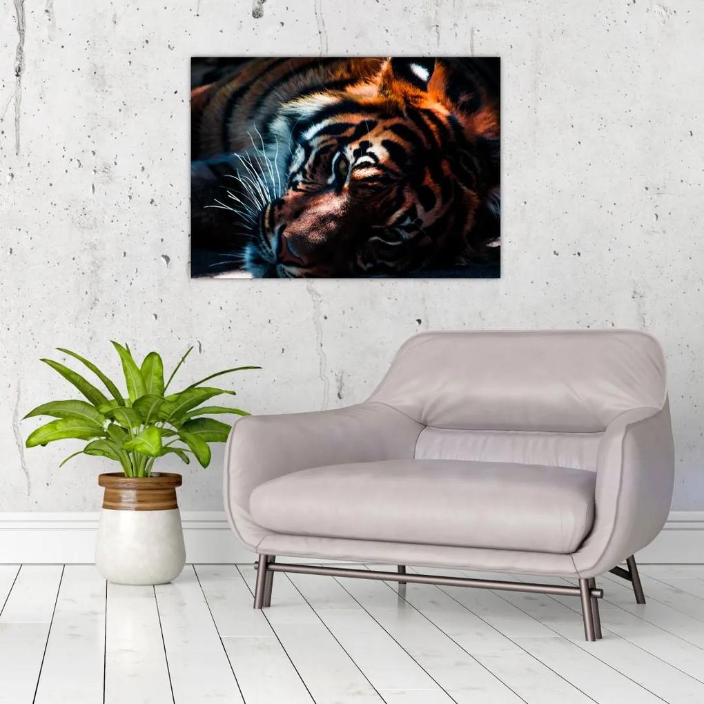 Sklenený obraz ležiaceho tigra (70x50 cm)