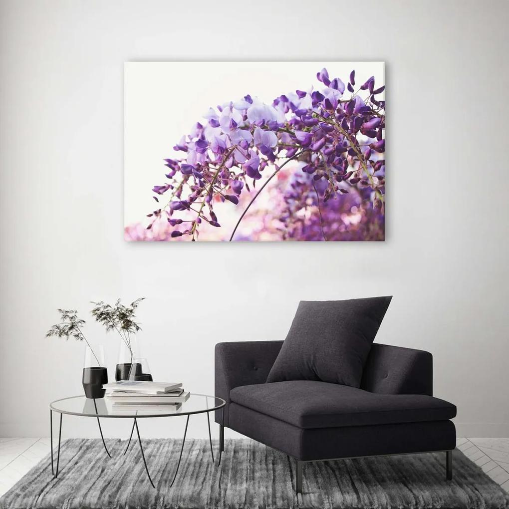 Obraz na plátně Šeřík Glycine Květina - 90x60 cm
