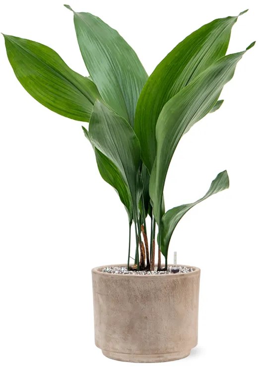 Aspidistra elatior 15x60 cm