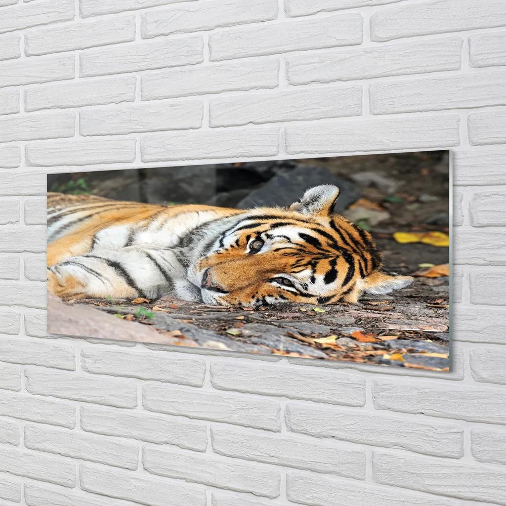 Obraz na akrylátovom skle Ležiace tiger 120x60 cm