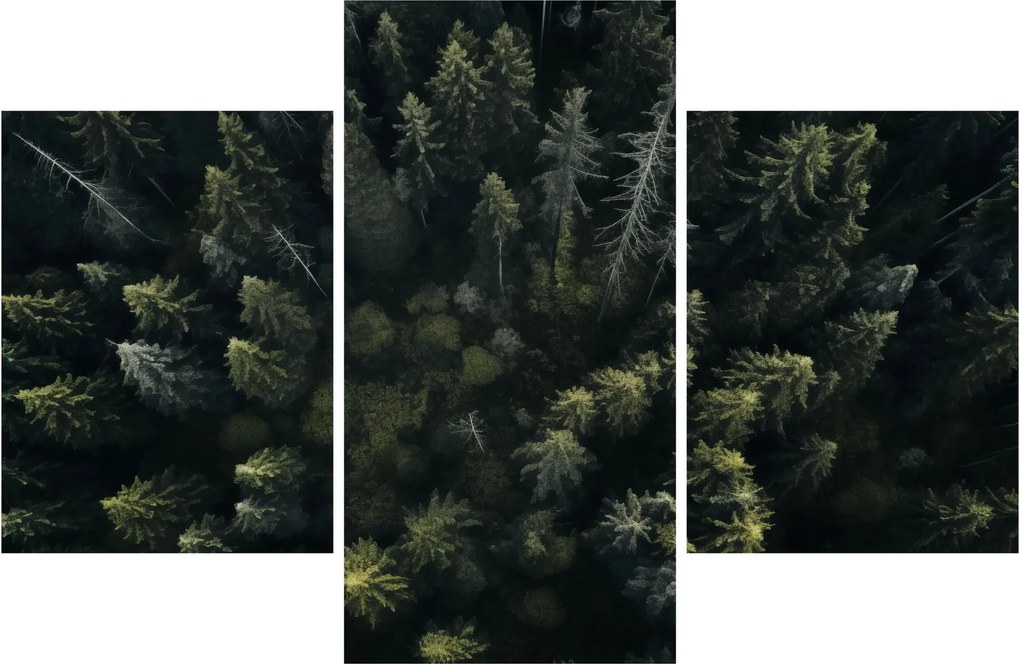 Obraz - Les (90x60 cm)