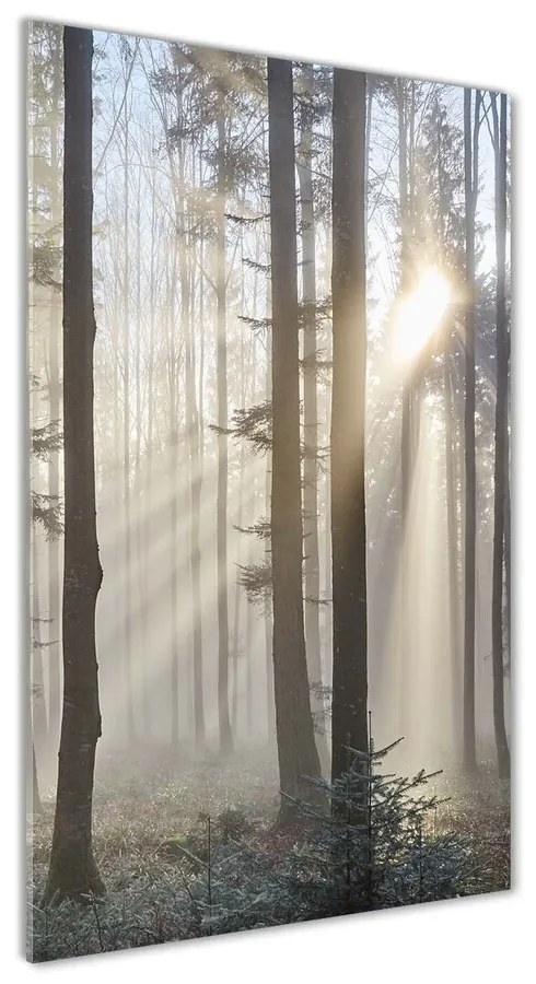 Moderný akrylový fotoobraz Hmla v lese pl-oa-70x140-f-98968412