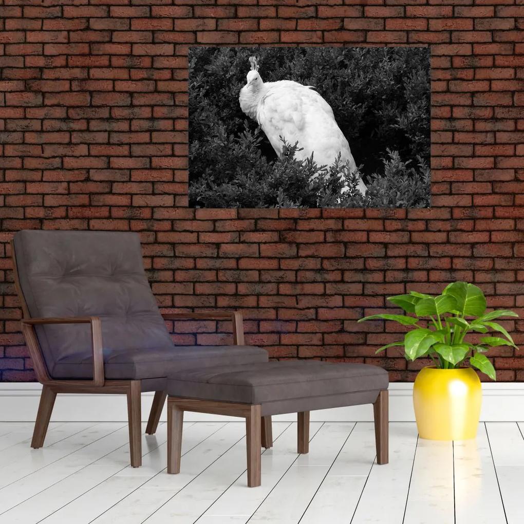 Obraz - Páv, čiernobiela (90x60 cm)