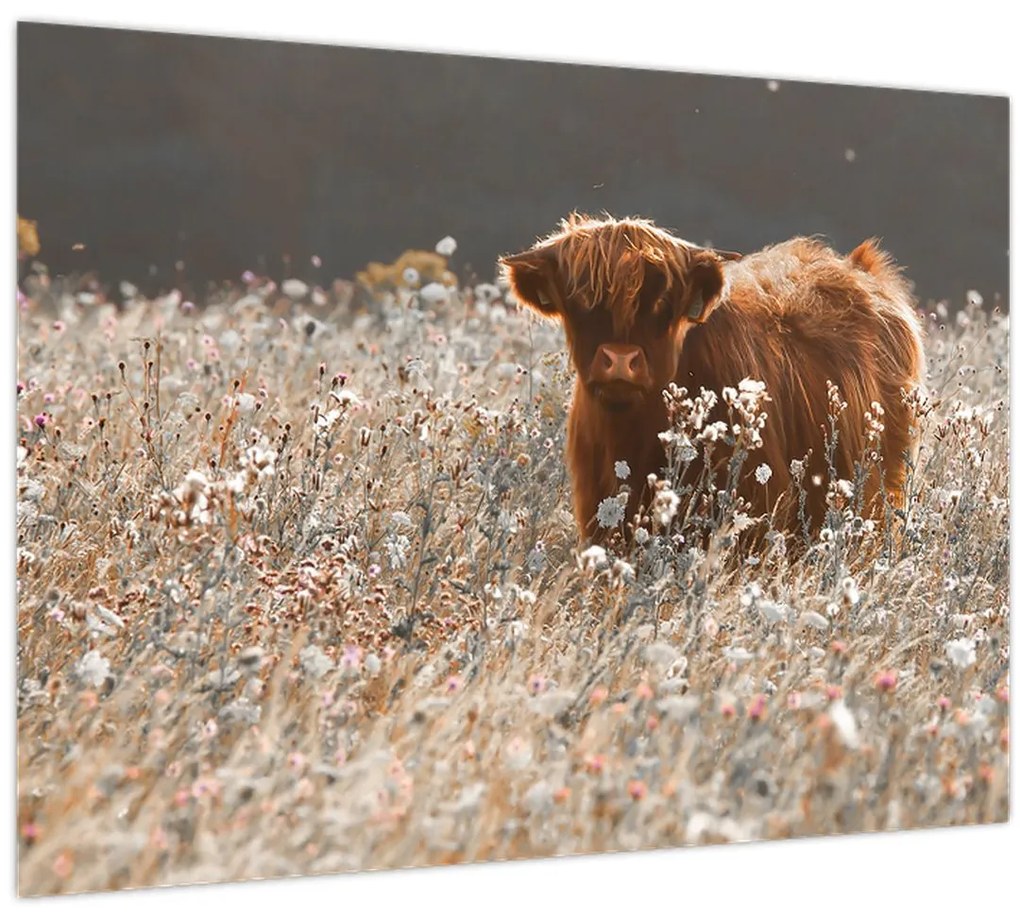 Obraz - Škótska krava v kvete (70x50 cm)