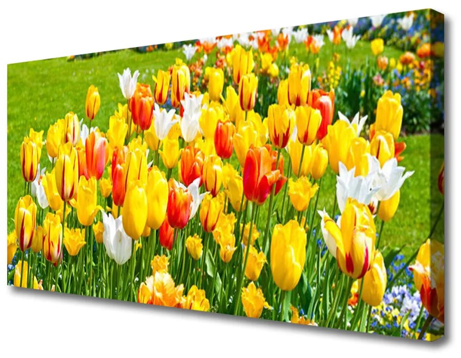 Obraz Canvas Tulipány kvety príroda 120x60 cm