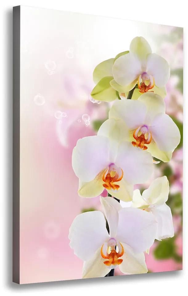 Foto obraz na plátne Biela orchidea pl-oc-70x100-f-103974386