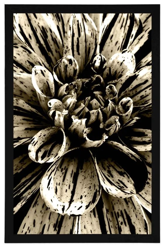Plagát exotická dália v sépiovom prevedení - 60x90 white