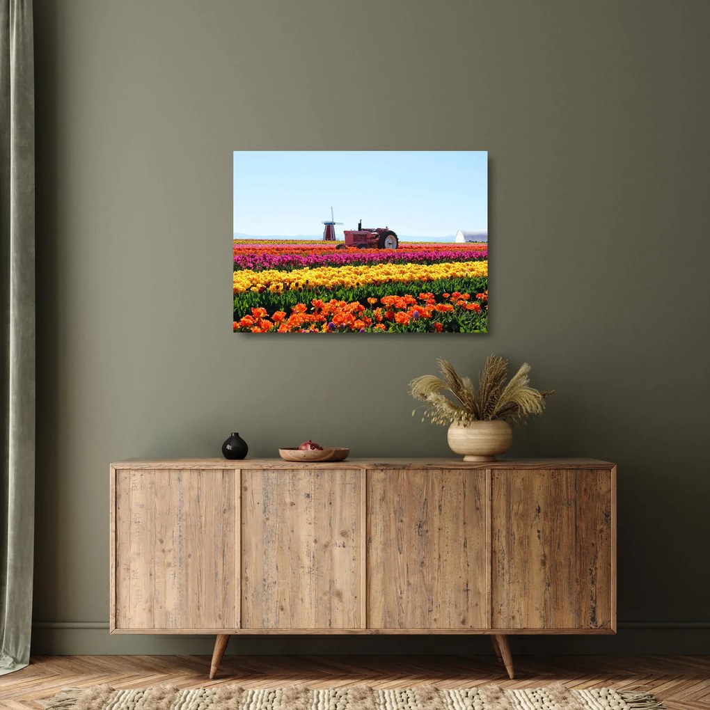 Sklenený obraz tulipánové farmy (70x50 cm)