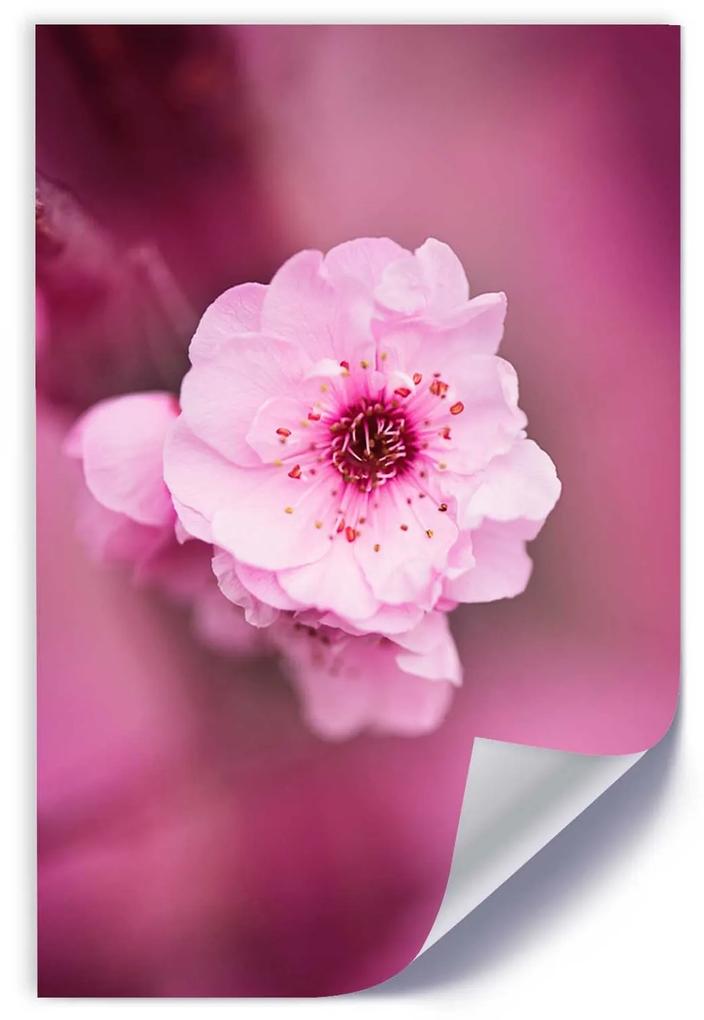 Gario Plagát Čerešňový kvet v záhrade Farba rámu: Bez rámu, Rozmery: 40 x 60 cm