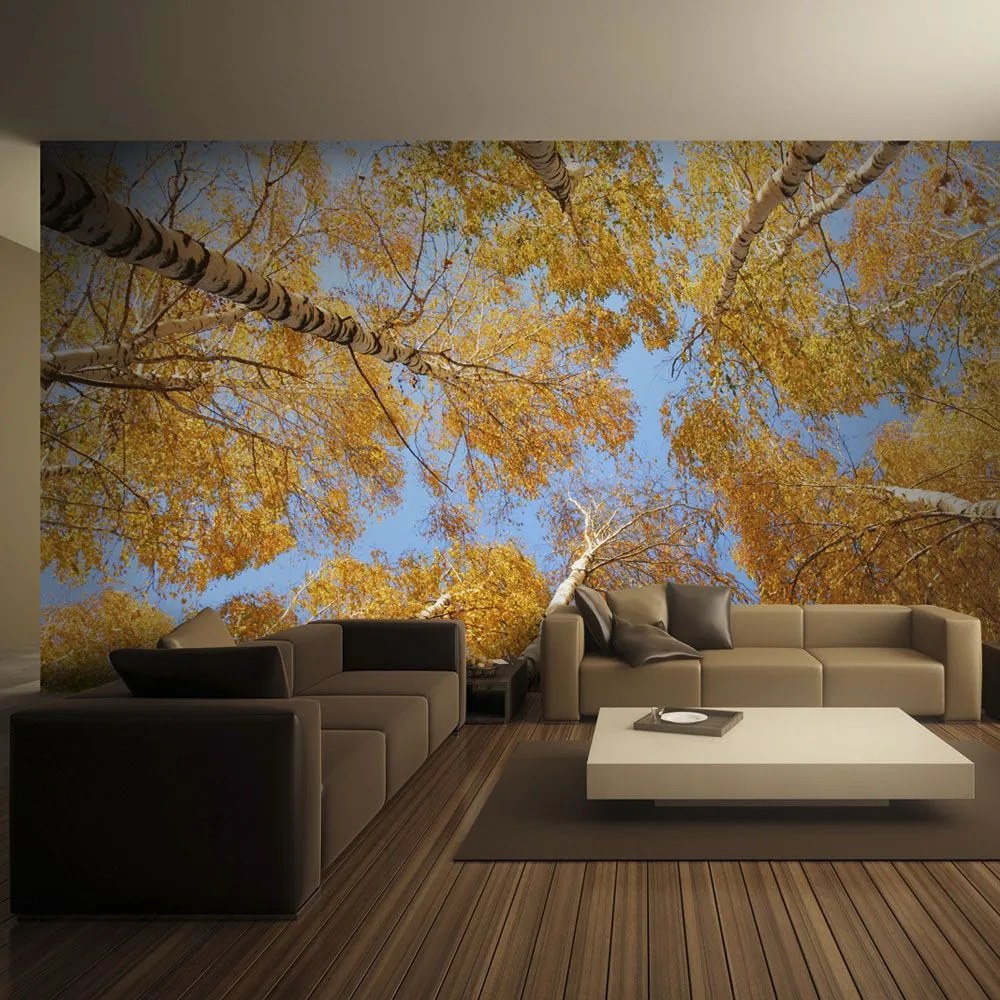 Fototapeta - Autumnal treetops 200x154