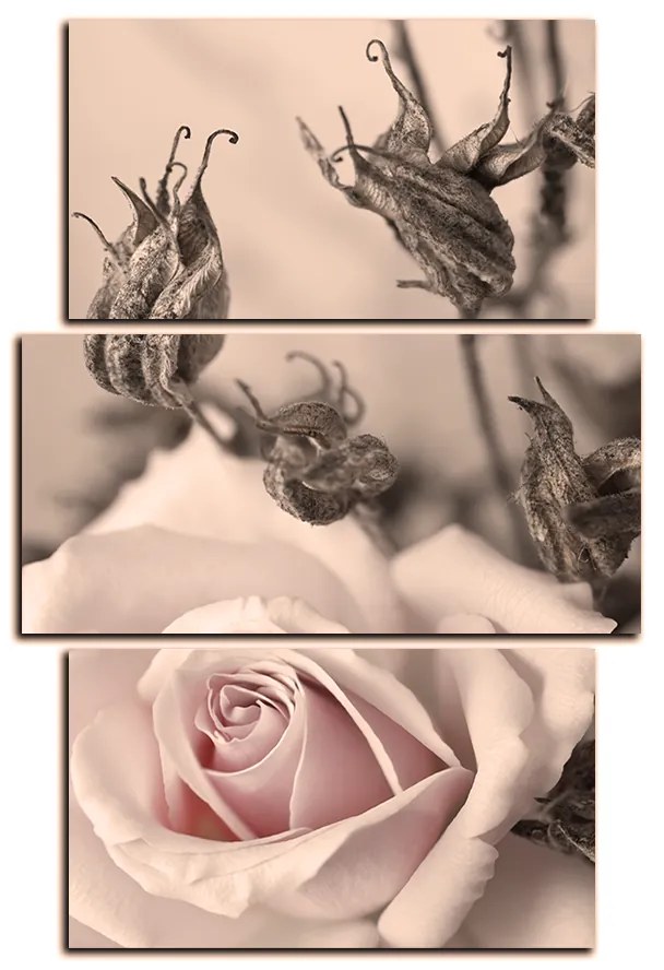 Obraz na plátne - Ruža a uschnuté rastliny - obdĺžnik 7225FC (105x70 cm)