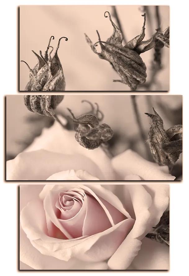 Obraz na plátne - Ruža a uschnuté rastliny - obdĺžnik 7225FC (120x80 cm)