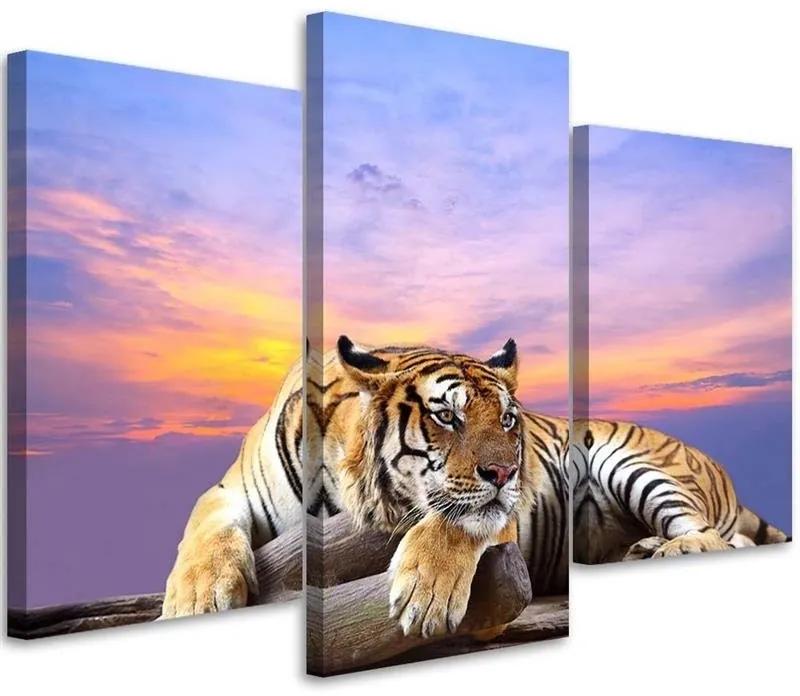 Obraz na plátně třídílný Tygr divoké zvíře - 60x40 cm