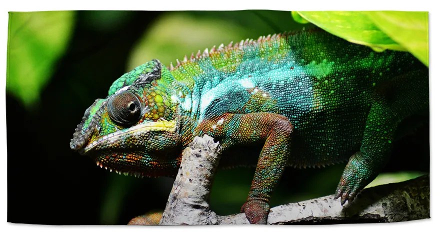 Sablio Uterák Chameleón - 30x50 cm