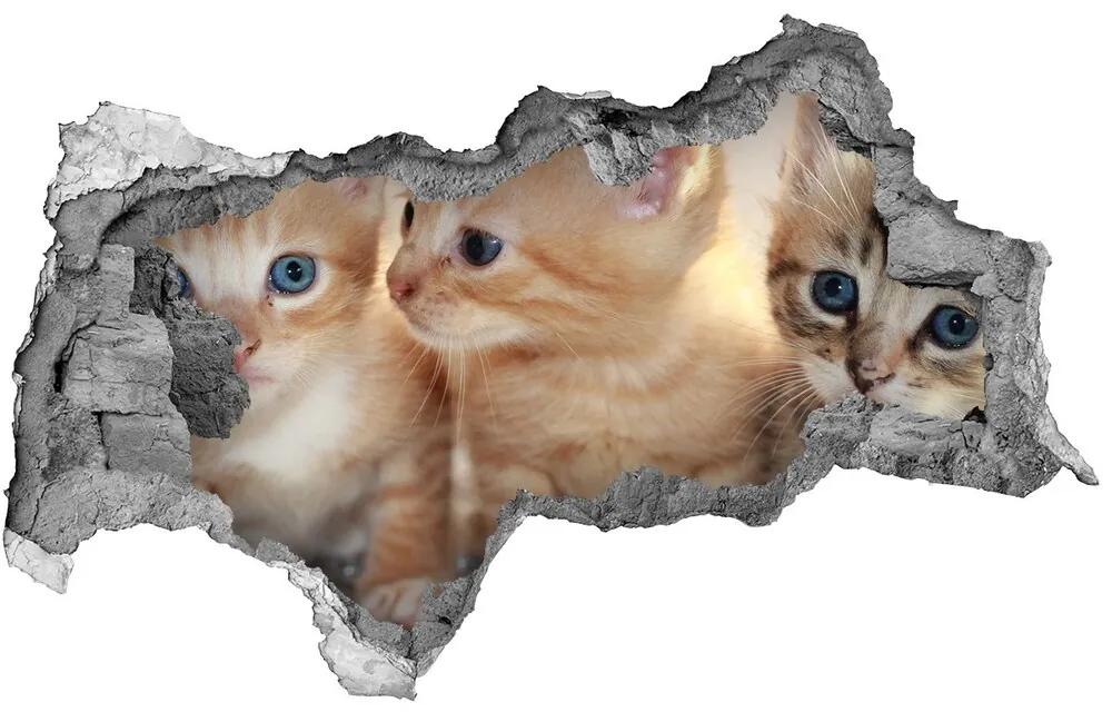 Diera 3D fototapeta nálepka Malé mačky nd-b-159538391