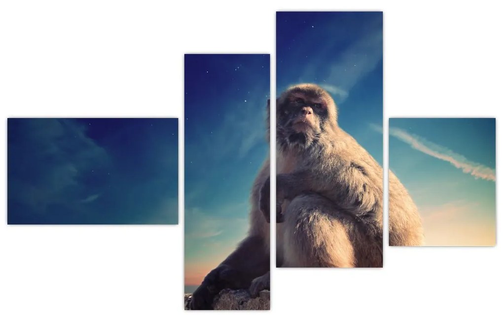 Obraz opice - obrazy zvierat