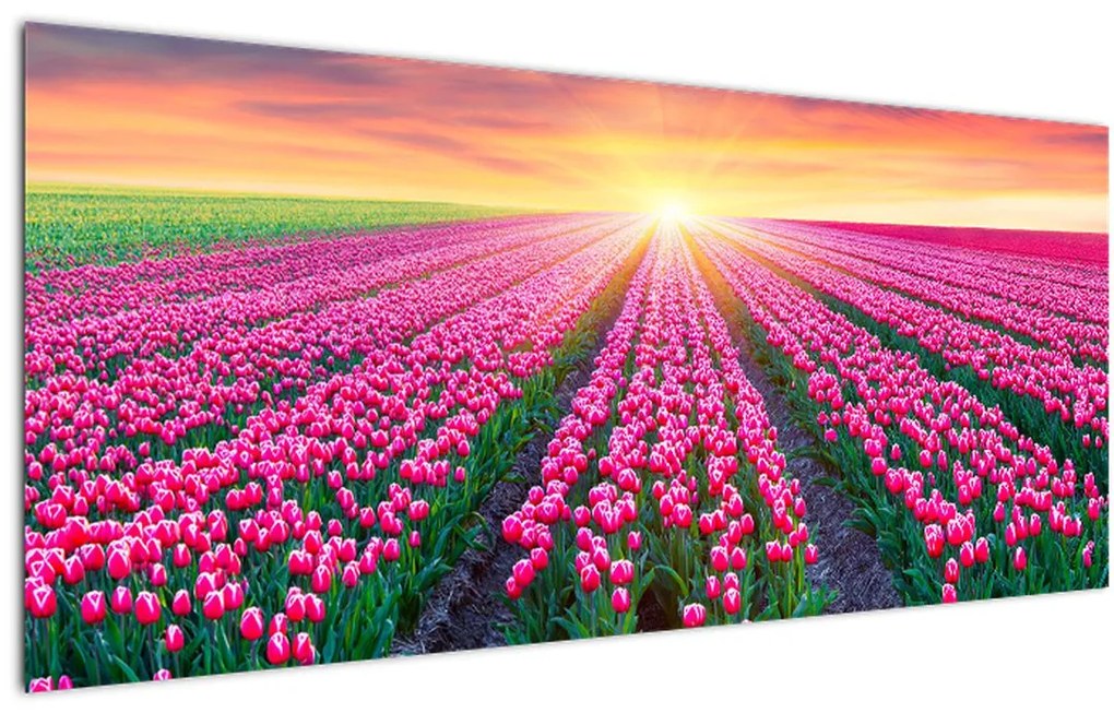 Obraz poľa tulipánov so slnkom (120x50 cm)